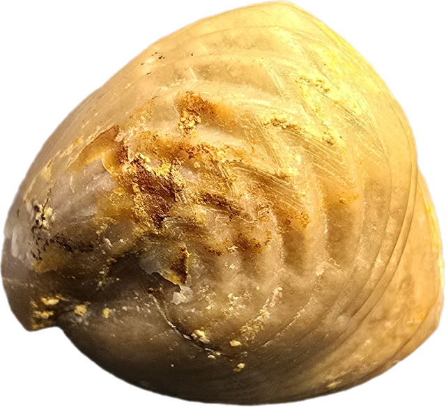 Brachiopods – Secrets in Sediment