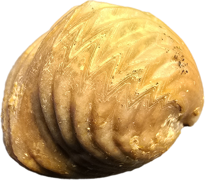Brachiopods – Secrets in Sediment
