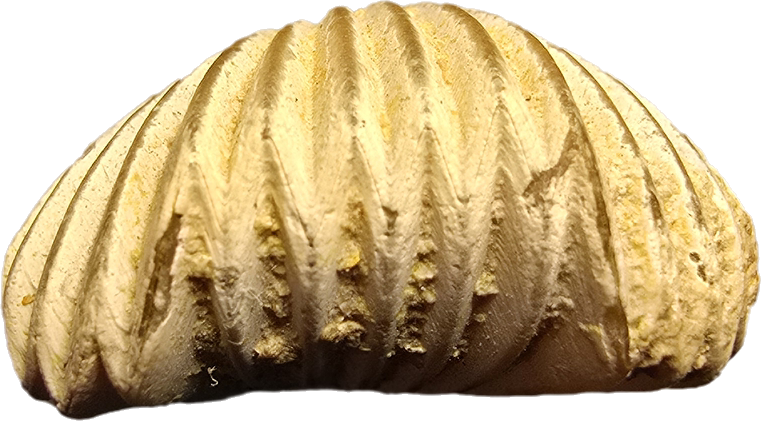 Brachiopods – Secrets in Sediment